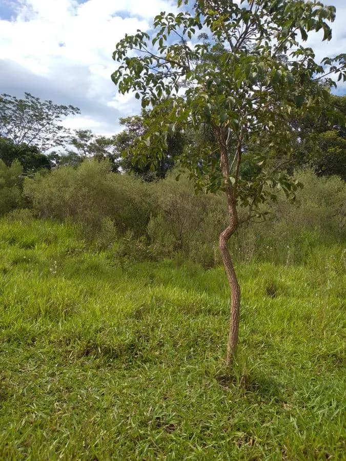 Terreno de 1,997m² en Venta en Ypacaraí - Image 12