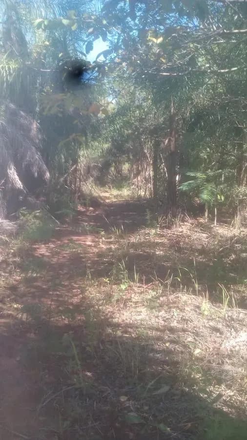 Terreno de 10,000m² en Venta en Limpio - Image 3