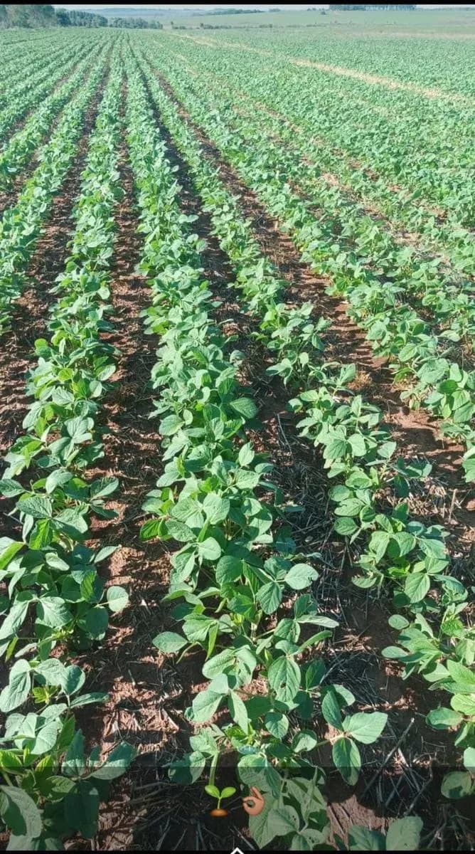 Terreno en Venta en Paraguarí, Ciudad de Arroyo Pora-Sub Urbano - Image 6