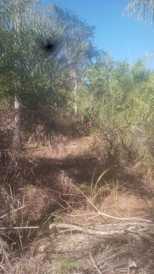 Terreno de 10,000m² en Venta en Limpio - Image 4