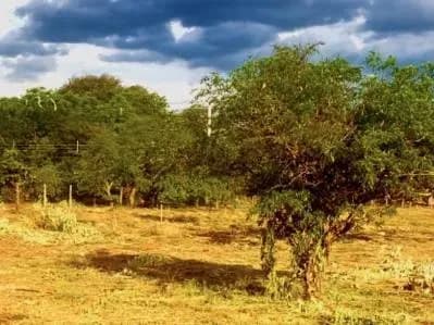 Terreno de 2,169m² à Venda em Arecayá, Mariano Roque Alonso - Image 4