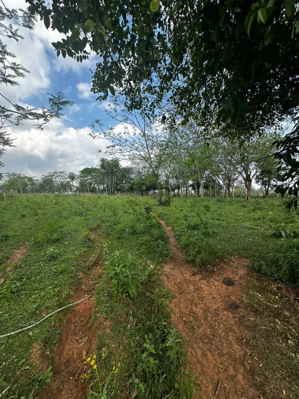 Terreno de 75.000m² en Venta en Coronel Oviedo - Image 6