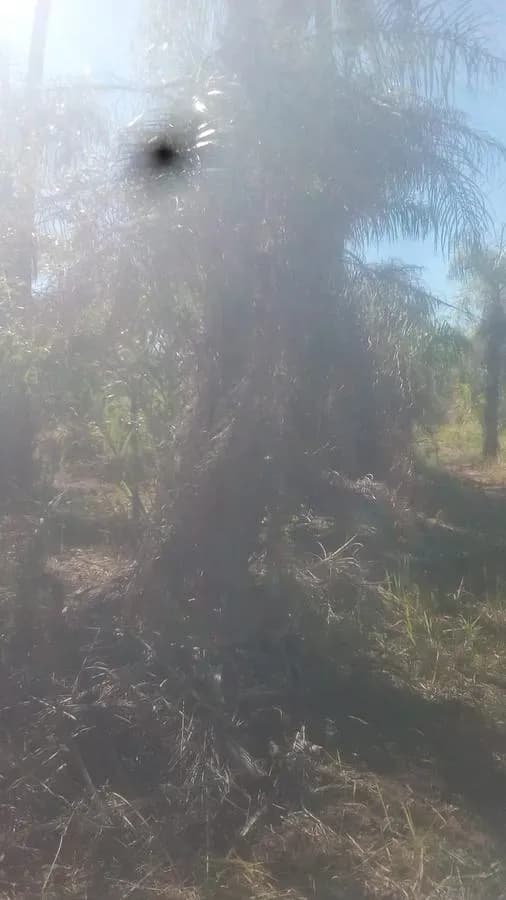 Terreno de 10,000m² en Venta en Limpio - Image 2