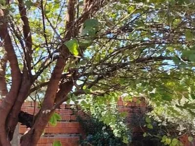 2-Bedroom House for Sale in Caaguazú, Ñemby - Image 3