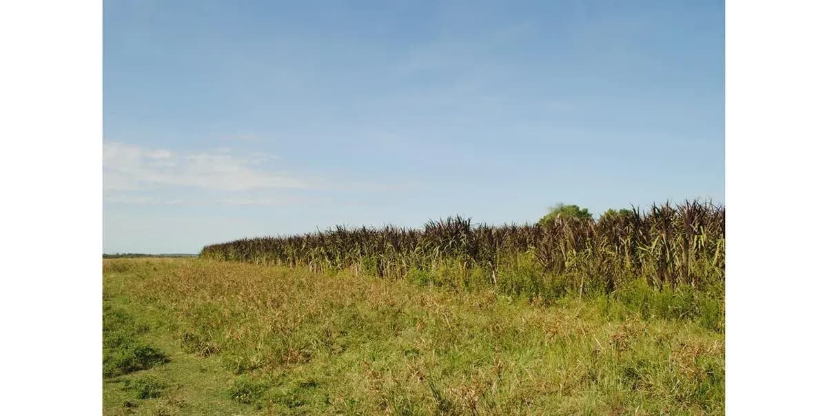 Land for Sale in Nueva Italia - Image 10