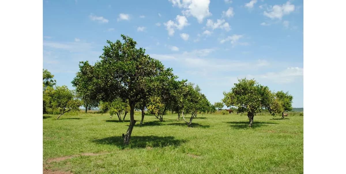 Land for Sale in Nueva Italia