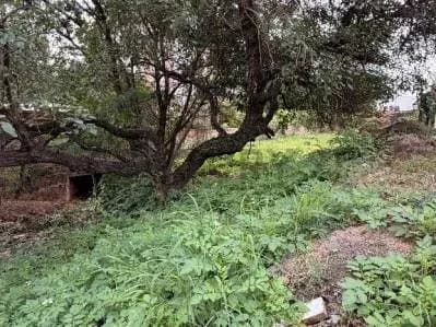 Terreno de 625m² en Venta en Campo Grande, Luque - Image 3