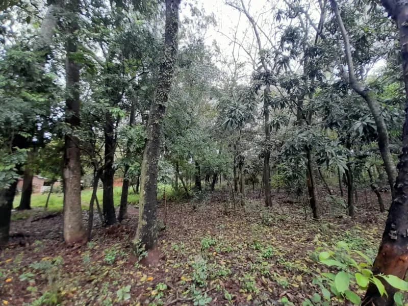 Terreno de 1m² en Venta en Corazón de Jesús, San Bernardino - Image 3