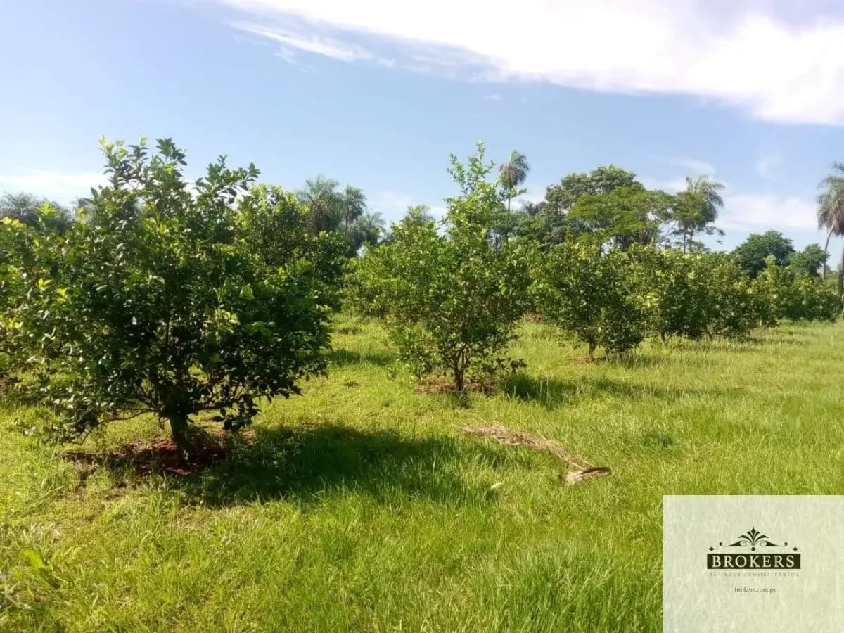100,000m² Land for Sale in Ypacaraí - Image 16