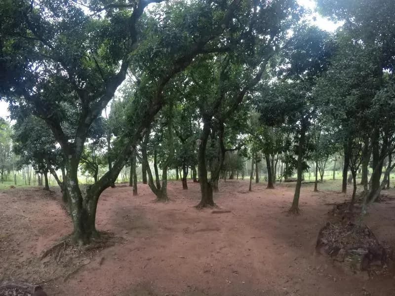 Terreno de 110,000m² en Venta en Caacupé - Image 11