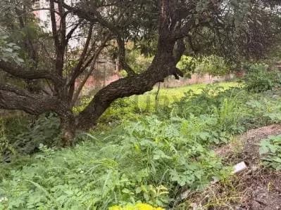 Terreno de 625m² en Venta en Campo Grande, Luque - Image 2