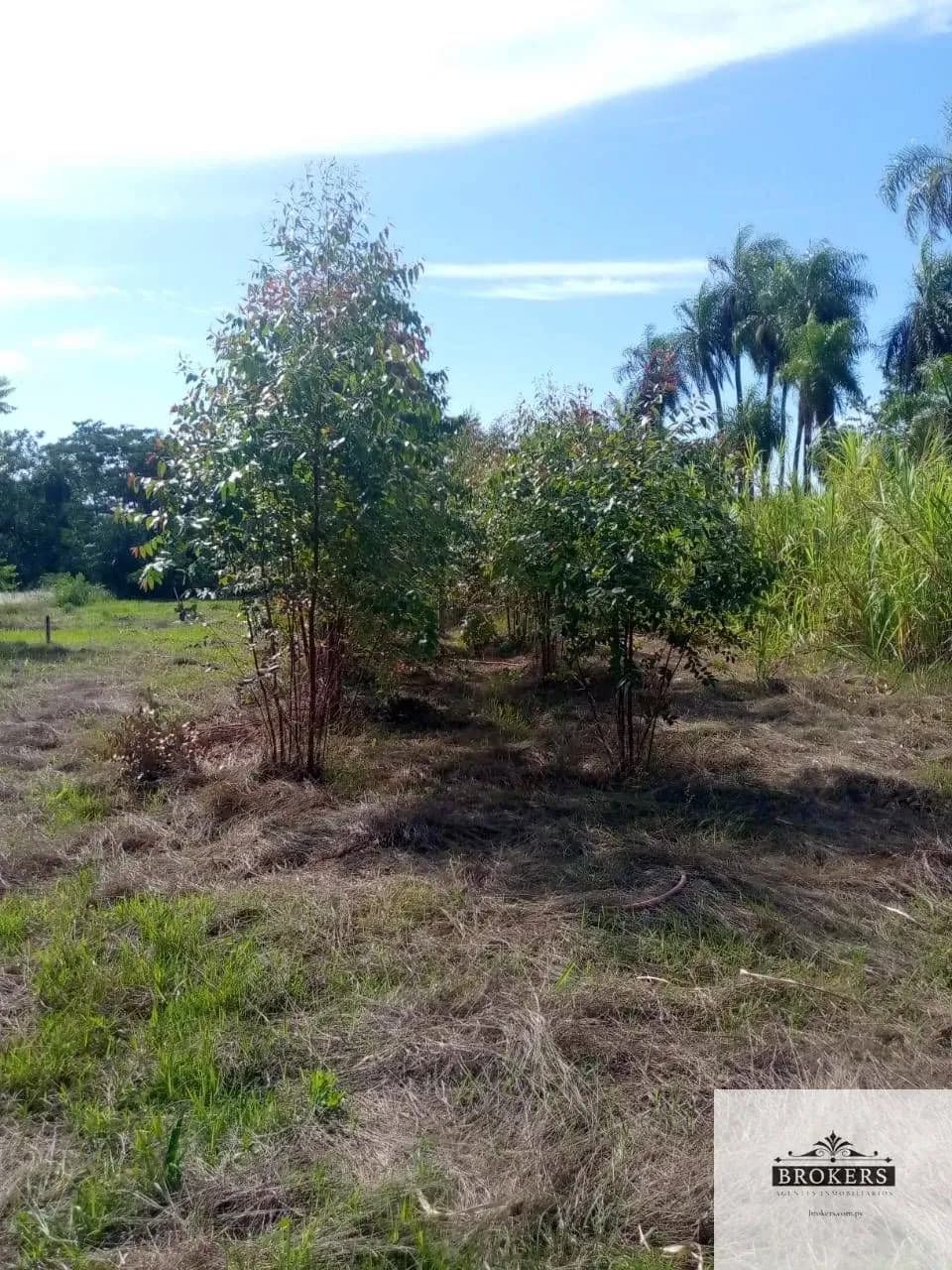 100,000m² Land for Sale in Ypacaraí - Image 7