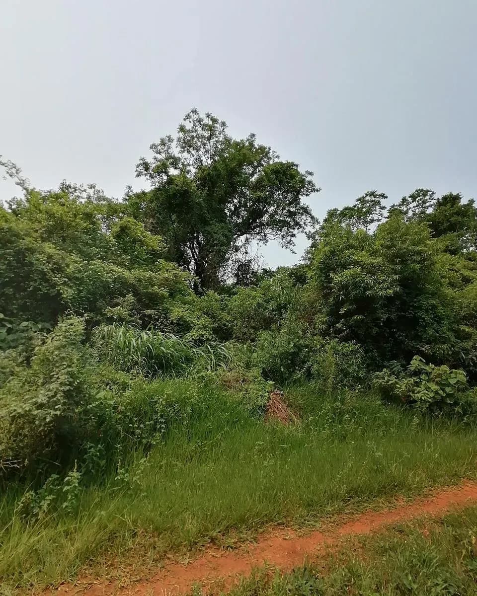 Terreno de 750m² en Venta en ALEX SA (Maquila de Motos), Luque - Image 7