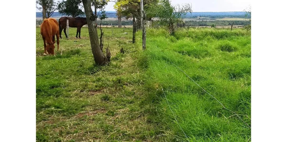Land for Sale in Nueva Italia - Image 3