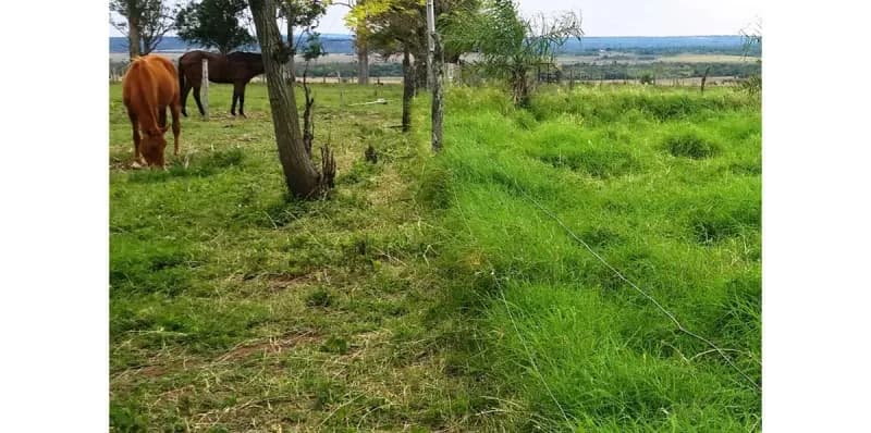 Land for Sale in Nueva Italia - Image 3