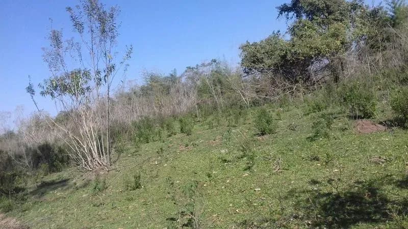 Terreno de 122m² en Venta en Coronel Oviedo - Image 6