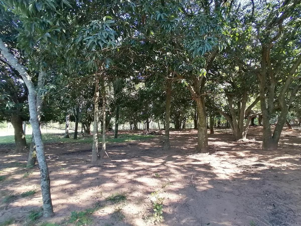 Land for Sale in Caacupé - Image 7