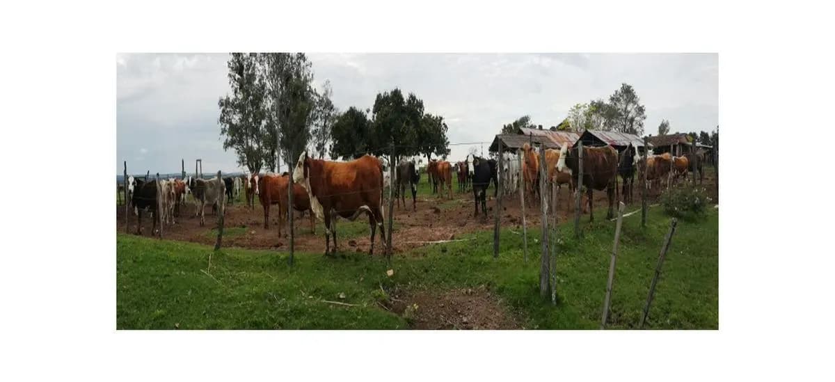 Land for Sale in Nueva Italia - Image 11