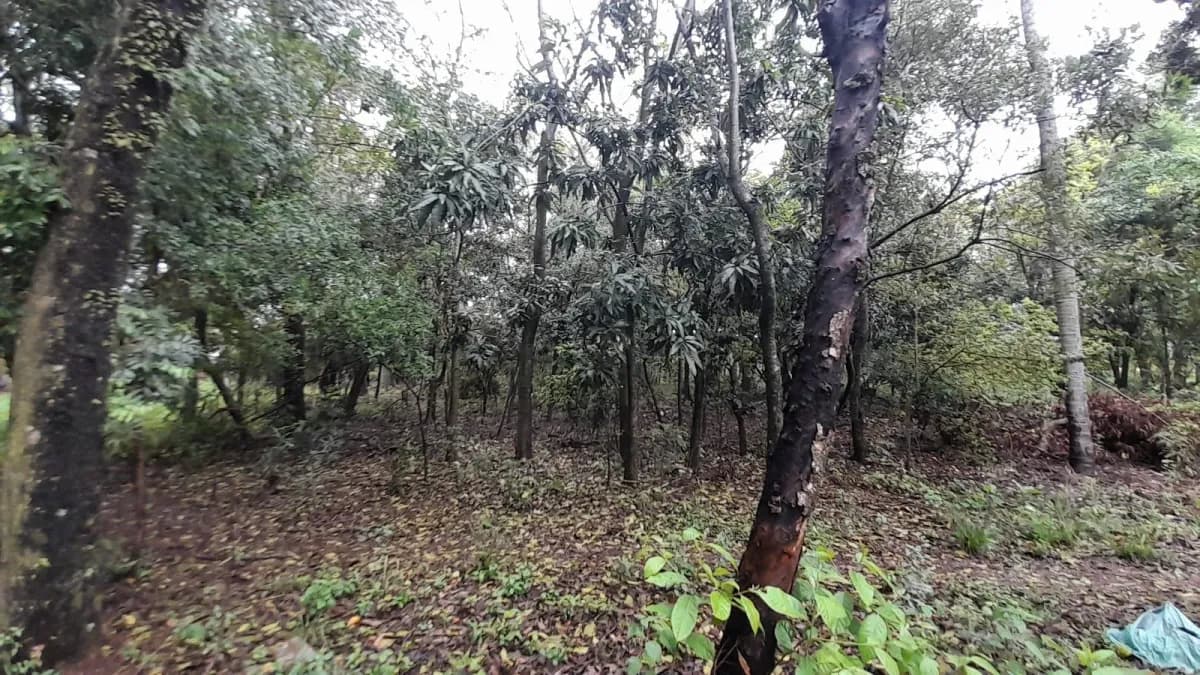 Terreno de 1m² en Venta en Corazón de Jesús, San Bernardino