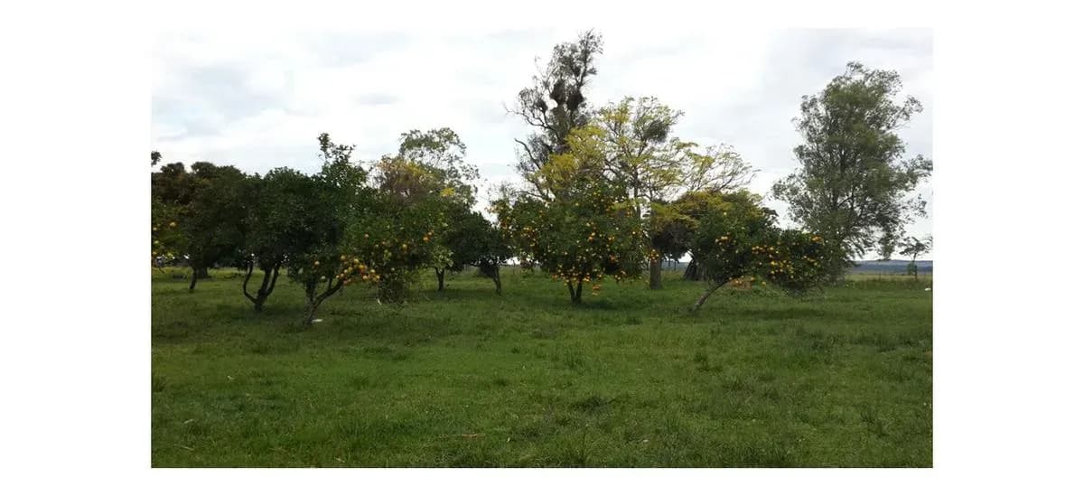 Land for Sale in Nueva Italia - Image 15