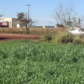1,000m² Land for Sale in Campo Grande, Fernando de la Mora - Image 12